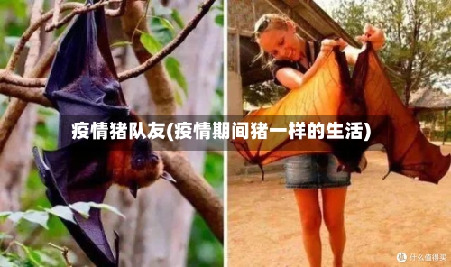 疫情猪队友(疫情期间猪一样的生活)-第3张图片