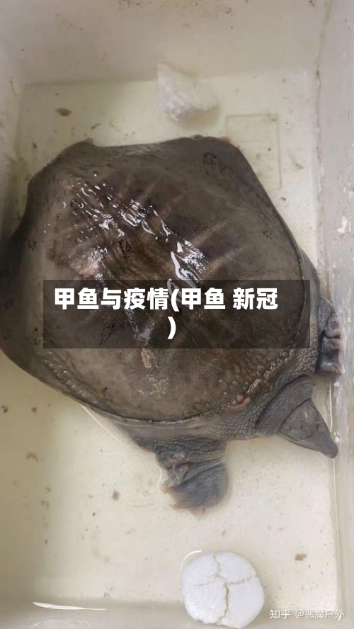 甲鱼与疫情(甲鱼 新冠)-第2张图片