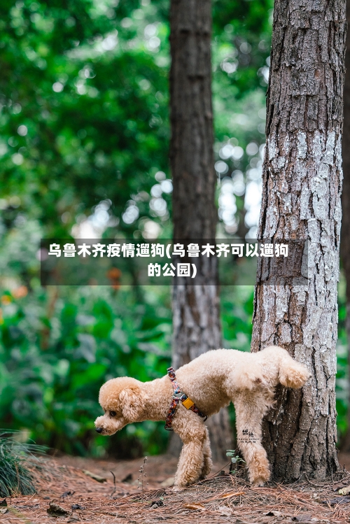 乌鲁木齐疫情遛狗(乌鲁木齐可以遛狗的公园)-第1张图片