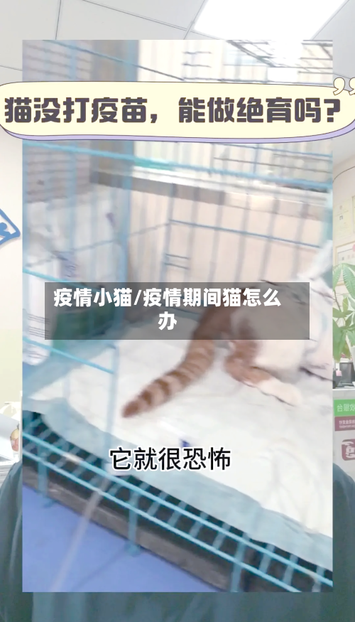 疫情小猫/疫情期间猫怎么办-第2张图片