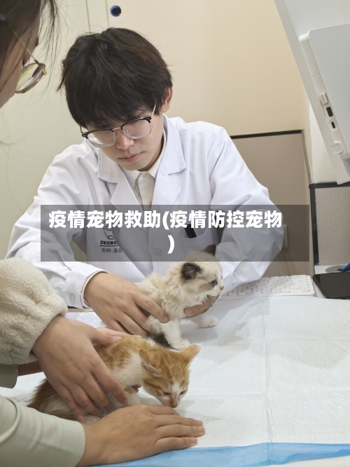 疫情宠物救助(疫情防控宠物)-第1张图片