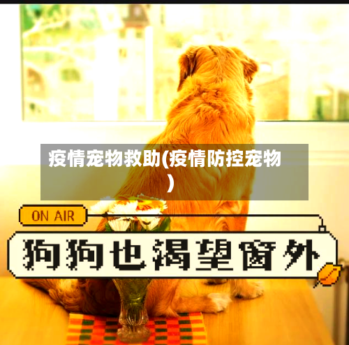 疫情宠物救助(疫情防控宠物)-第2张图片