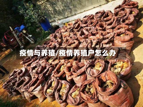 疫情与养殖/疫情养殖户怎么办-第2张图片
