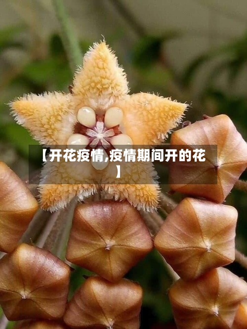 【开花疫情,疫情期间开的花】-第2张图片