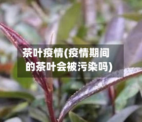 茶叶疫情(疫情期间的茶叶会被污染吗)-第1张图片